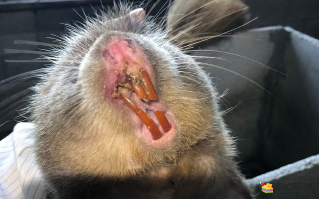 竹鼠的上下牙齿的长度不同或咬合不正确,如何治疗呢?
