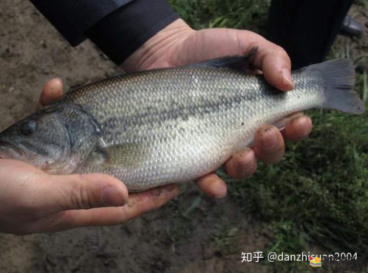 加州鲈养殖技术之水霉病症状及防法方法